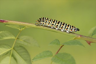 Swallowtail