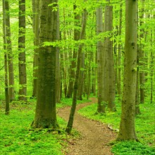 Hiking trail winds through natural beech forest in spring