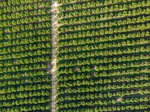 Aerial view of orange grove creating great texture