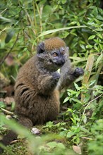 Lac Alaotra bamboo lemur