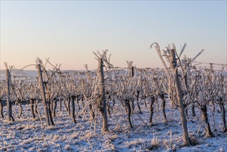 Vines covered with ice after freezing rain