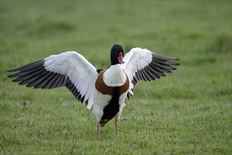 Common shelduck