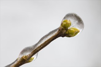 Branch enclosed by ice with new buds