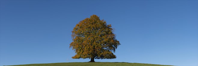 Common beech