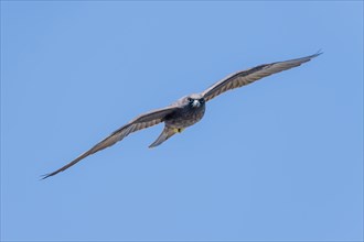 Eleonora's falcon
