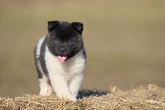 American Akita puppy