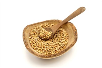 Coriander seeds in a wooden rustic bowl with a wooden spoon against a white background
