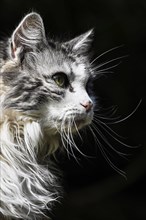 Main Coon domestic cat mixed-breed