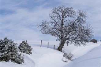 Winter landscape with pasture fence and tree in snowy landscape