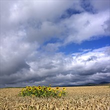 Sunflowers in a field of wheat