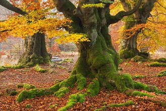 Old gnarled beech trees with moss in autumn in a former hute forest
