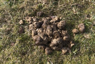 Horse droppings in a meadow