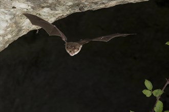 Mehely's horseshoe bat