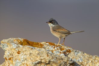 Spectacled warbler