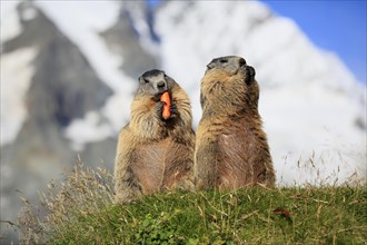 Alpine Marmot