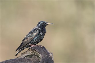 European Starling