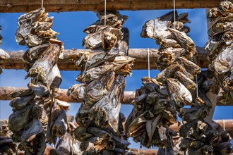 Cod heads drying on wooden rack