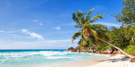 Anse Georgette beach palm panorama paradise ocean sea water on Praslin island