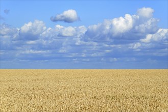 Wheat field