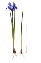 Reticulated or dwarf iris