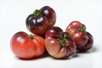 Tomato Mar Azul