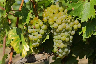 White grapes of the Welschriesling variety on the vine