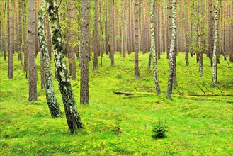 Typical northern German pine forest with single birches