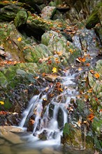 A stream in autumn near Winterberg