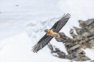 Bearded vulture