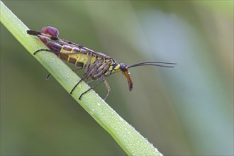 Common scorpionfly