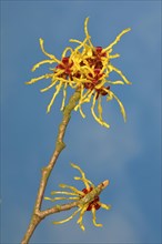 Flowering witch hazel