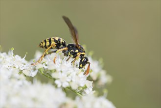 House field wasp