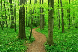 Hiking trail winds through natural beech forest in spring