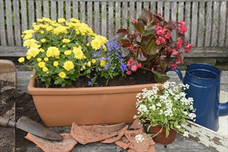 Planting summer flowers in plant pots