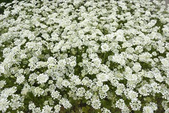 Large flowered broad seed