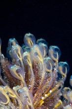 Colony of tunicates