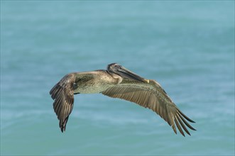 Young brown pelican
