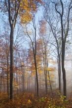 Natural beech forest with dying old trees and beginning regeneration in autumn with fog