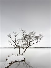 A tree on a small island in the Scharmuetzelsee near Wendisch Rietz