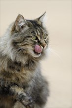 Norwegian Forest Cat licking its mouth