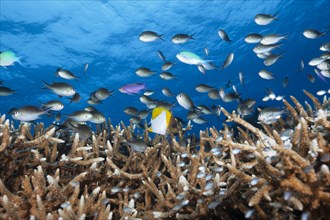 Chromis over coral reef