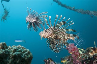 Lionfish at the Mbike Wreck