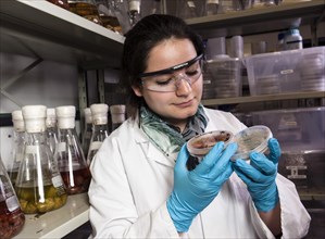 Scientist examining samples in the fungus room at the Institute of Pharmaceutical Biology and Biotechnology at Heinrich Heine University Duesseldorf