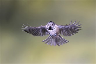 Crested tit