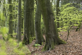 Beech forest