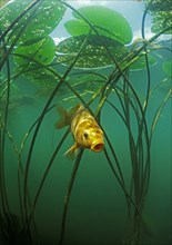 Golden carp