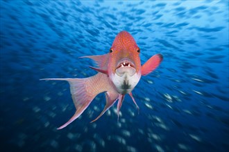 Mexican hogfish