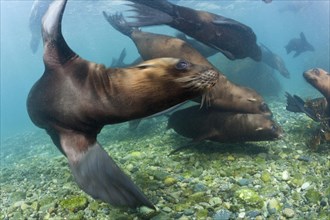 California sea lions