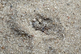 Ant lion in the sand