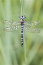 Hairy dragonfly